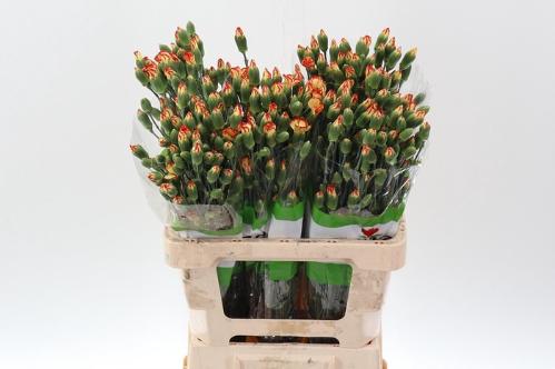Dianthus tros overig