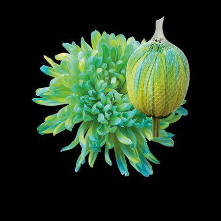 Chrysanthemum (Indicum Grp) geplozen Antonov kleurbehandeld H%
