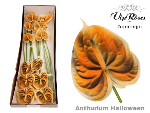 Anthurium Andreanum Grp kleurbehandeld H%