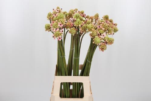 Ornithogalum saundersiae kleurbehandeld H%