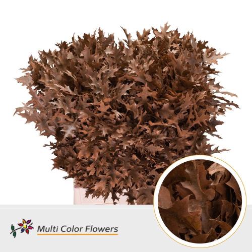 Quercus palustris kleurbehandeld H%