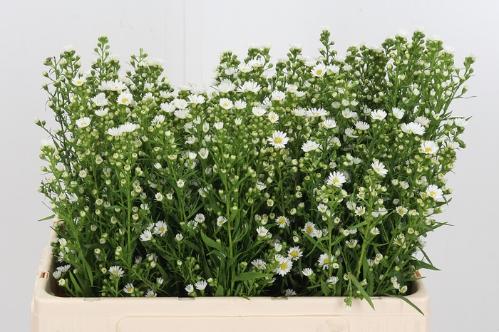Aster Universum Grp 'Paquita'