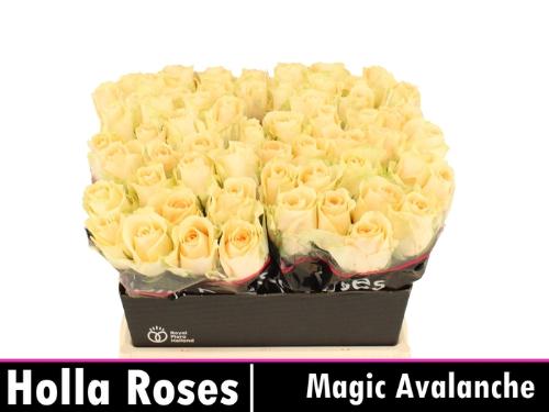 Rosa grootbloemig Magic Avalanche+