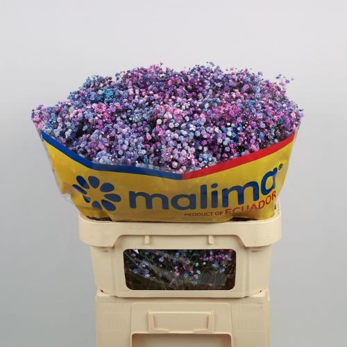 Gypsophila overig kleurbehandeld H%