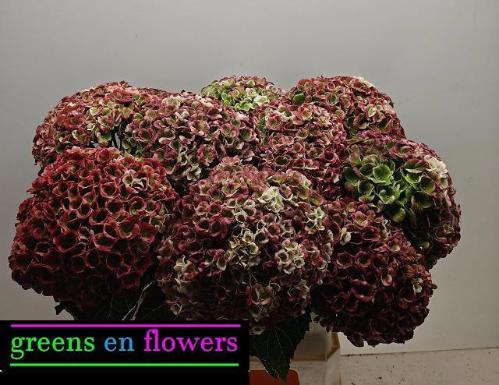 Hydrangea macrophylla Magical Revolution (classic)