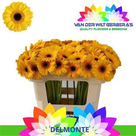 Gerbera mini 'Delmonte'