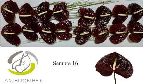 Anthurium (Andreanum Grp) Sempre