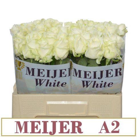 Rosa grootbloemig Avalanche+