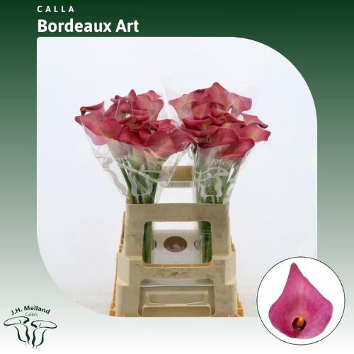 Zantedeschia Bordeaux Art