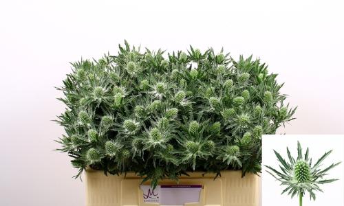 Eryngium Sirius Questar