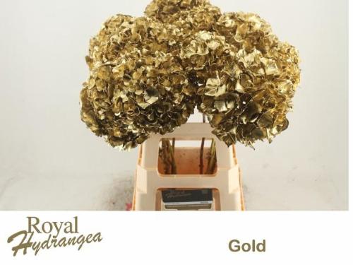 Hydrangea overig kleurbehandeld H%