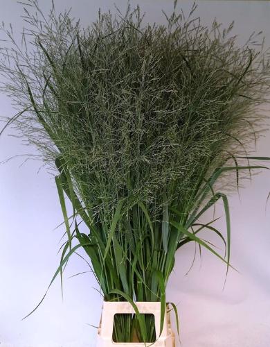 Panicum virgatum 'Dallas Blues'