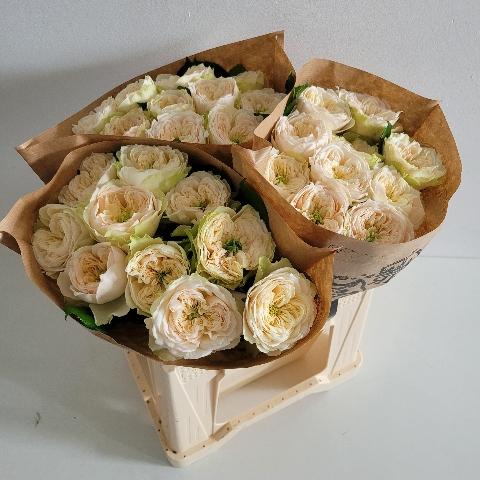 Rosa grootbloemig Whitby Abbey