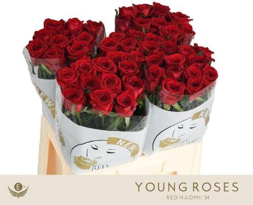 Rosa grootbloemig Red Naomi!