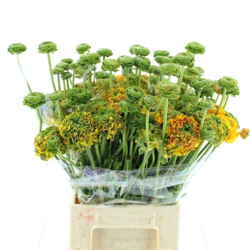 Ranunculus asiaticus Pon-Pon Merlino