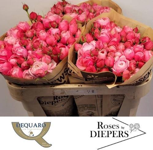 Rosa tros Silva Pink+