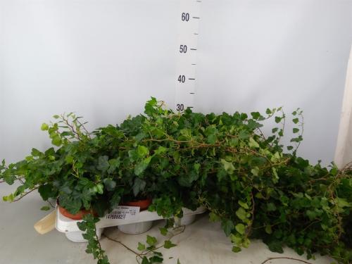 Hedera helix 'Wonder'