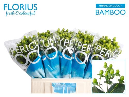 Hypericum Coco Bamboo