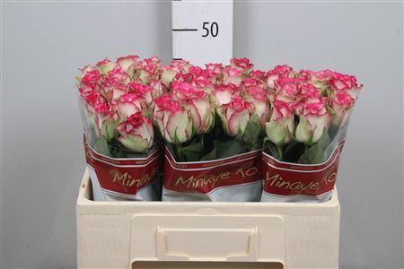 Rosa grootbloemig E-Vent