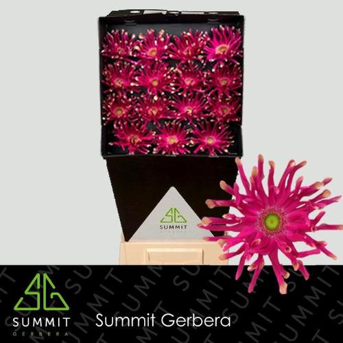 Gerbera grootbloemig krulvormig Pastini Puglia