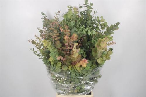 Eucalyptus per bos cinerea