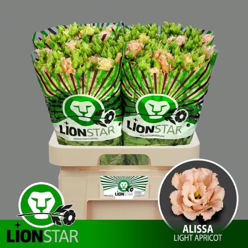 Eustoma russellianum gevuldbloemig 'Alissa Light Apricot'