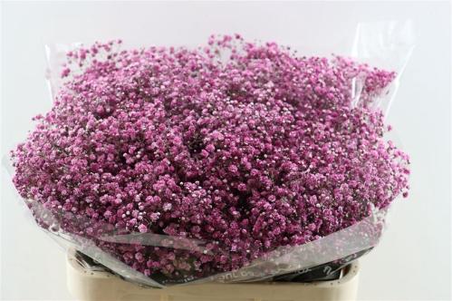 Gypsophila overig kleurbehandeld H%