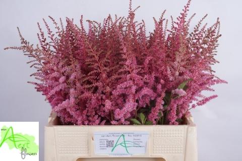 Astilbe Arendsii Grp 'Cattleya'