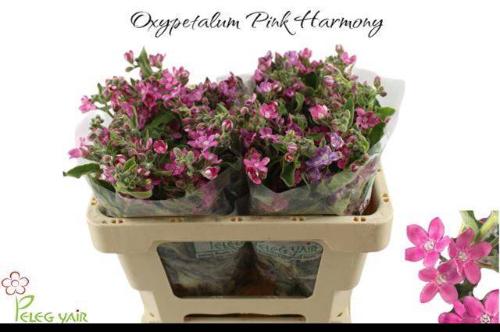 Oxypetalum coeruleum 'Pink Harmony'