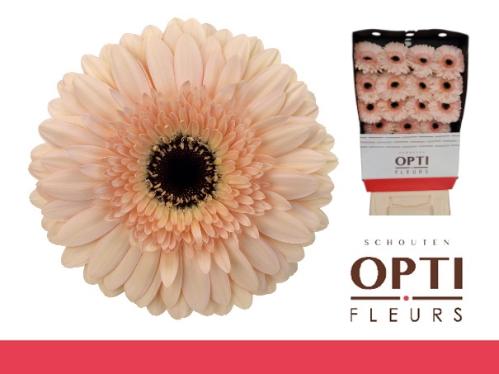 Gerbera grootbloemig 'Cafe del Mar'