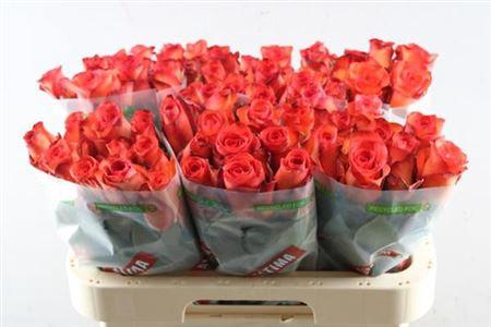 Rosa grootbloemig Meteor