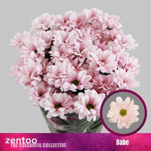 Chrysanthemum (Indicum Grp) tros Babe
