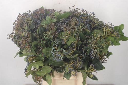 Viburnum per bos overig met bes