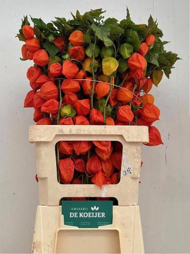 Physalis alkekengi lampion (tak)