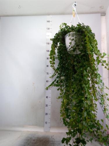 Hedera helix 'Wonder'