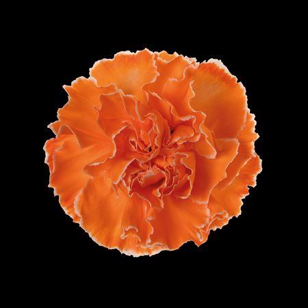 Dianthus standaard kleurbehandeld H%