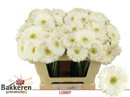 Gerbera mini 'Lobby'