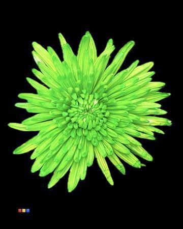 Chrysanthemum (Indicum Grp) geplozen Topspin kleurbehandeld H%