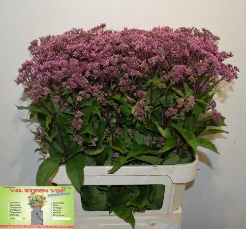 Eupatorium maculatum 'Atropurpureum'