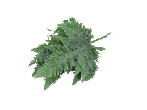 Cyrtomium fortunei