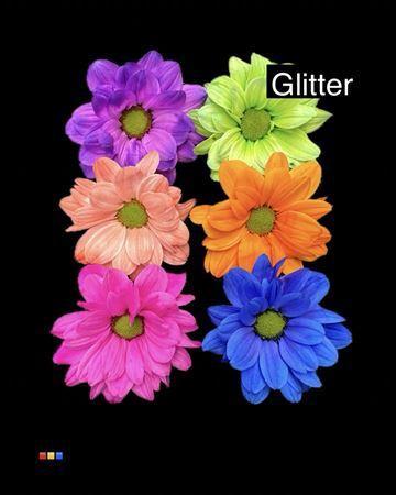 Chrysanthemum Indicum Grp tros kas kleurbehandeld H%