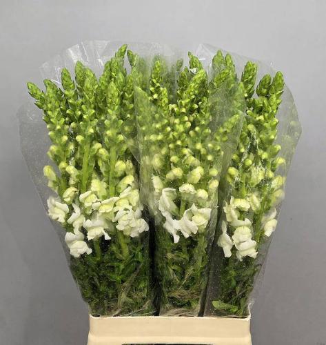 Antirrhinum majus 'Maryland White'