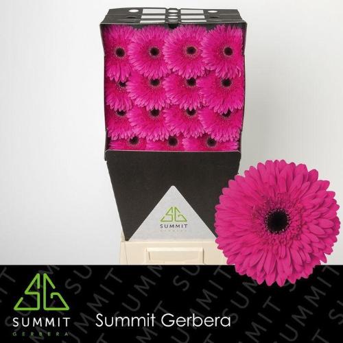 Gerbera grootbloemig 'Madeira'