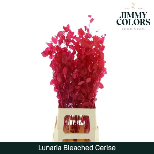 Snijbloemen overig kleurbehandeld H%