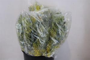 Acacia baileyana bloeiend per bos 'Purpurea'Dealbata Grp