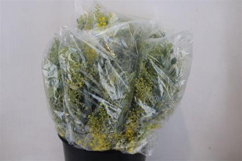 Acacia baileyana bloeiend per bos 'Purpurea'Dealbata Grp