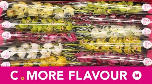 Cymbidium mini per tak gemengd