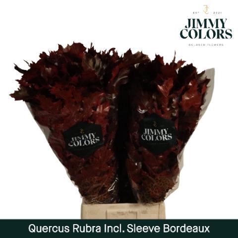 Quercus rubra kleurbehandeld H%