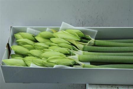 Hippeastrum Galaxy Grp 'Casablanca'