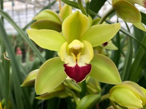 Cymbidium mini per tak Green Breeze 'Lisa'